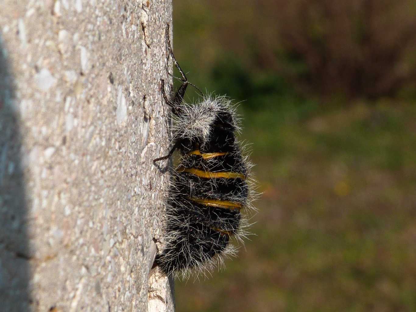 Lepidottero microttero: Lycia cfr florentina